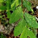 Nothofagus obliqua 葉