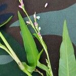 Persicaria mitis Leaf