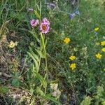 Erigeron atticus Libunga