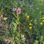 Erigeron atticus Natur