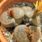 Lithops aucampiae Feuille