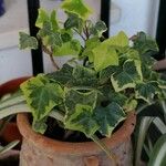 Hedera helixبرگ