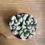 Aloinopsis schooneesii 葉