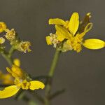 Gutierrezia microcephala Flor