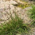 Cyperus longus 整株植物