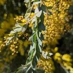 Acacia cultriformis Levél