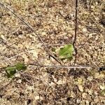 Commiphora samharensis Blad