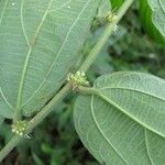 Pouzolzia obliqua Hoja