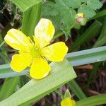 Ranunculus orthorhynchus Fleur