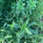 Satureja hortensis Blatt