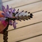 Coleus caninus Flower