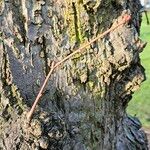 Tilia × europaea Bark