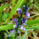 Polygala alpestrisFlower