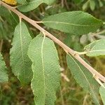 Salix cinerea পাতা