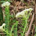 Ozothamnus diosmifolius Квітка