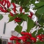 Erythrina × bidwillii