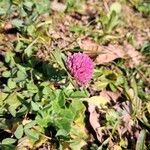 Trifolium pratense花