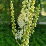 Actaea racemosa Flower