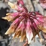 Trifolium pallescens Fruto