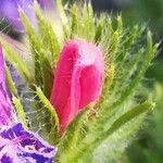 Echium rosulatum Sonstige