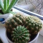 Echinocereus reichenbachii Leaf