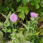 Cirsium altissimum Цвят