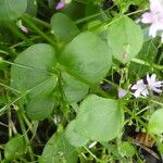 Claytonia sibirica Листок