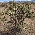 Cylindropuntia acanthocarpa Alkat (teljes növény)