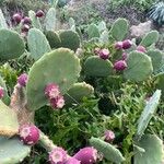 Opuntia stricta Fruit