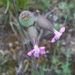 Silene conica Flower