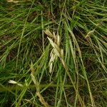 Danthonia decumbens Lorea