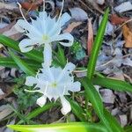 Pancratium zeylanicum Flower