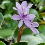 Pontederia diversifolia Кветка