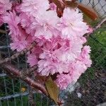 Prunus serrulata Цвят