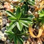 Daphne striata Leaf