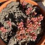 Sedum andegavense Лист