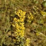 Solidago puberula Habit