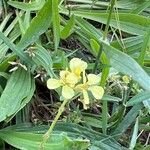 Rapistrum rugosum Flower