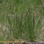Nardus stricta Хабит