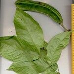 Inga sapindoides Otro
