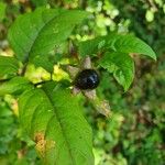 Atropa bella-donna Fruit
