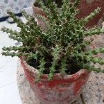 Euphorbia lenewtonii Folha