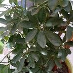 Schefflera arboricola叶