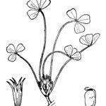 Trifolium suffocatum Mosusu