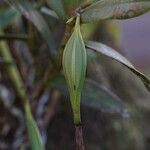 Epidendrum nocturnum Froito