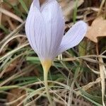 Crocus pulchellus 花