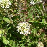 Lepidium heterophyllum Fleur