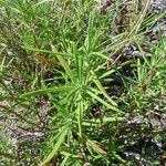 Trichostema parishii Celota