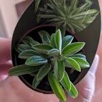 Peperomia dolabriformis Feuille