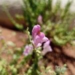 Antirrhinum charidemiVirág